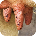 Milk The Cow - icon