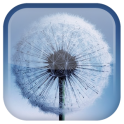 Galaxy S3 Dandelion LWP - icon