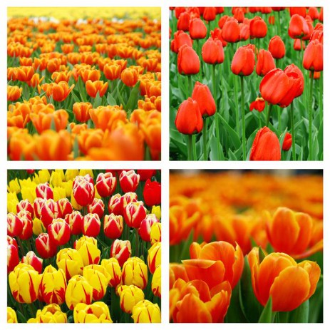 Insta Picture Frame | Android