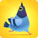 Pigeon