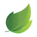 Ivy logo