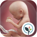 Pregnancy App & Baby Tracker