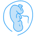 Pregnancy Calculator
