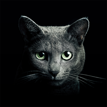 Найди кота Ikona