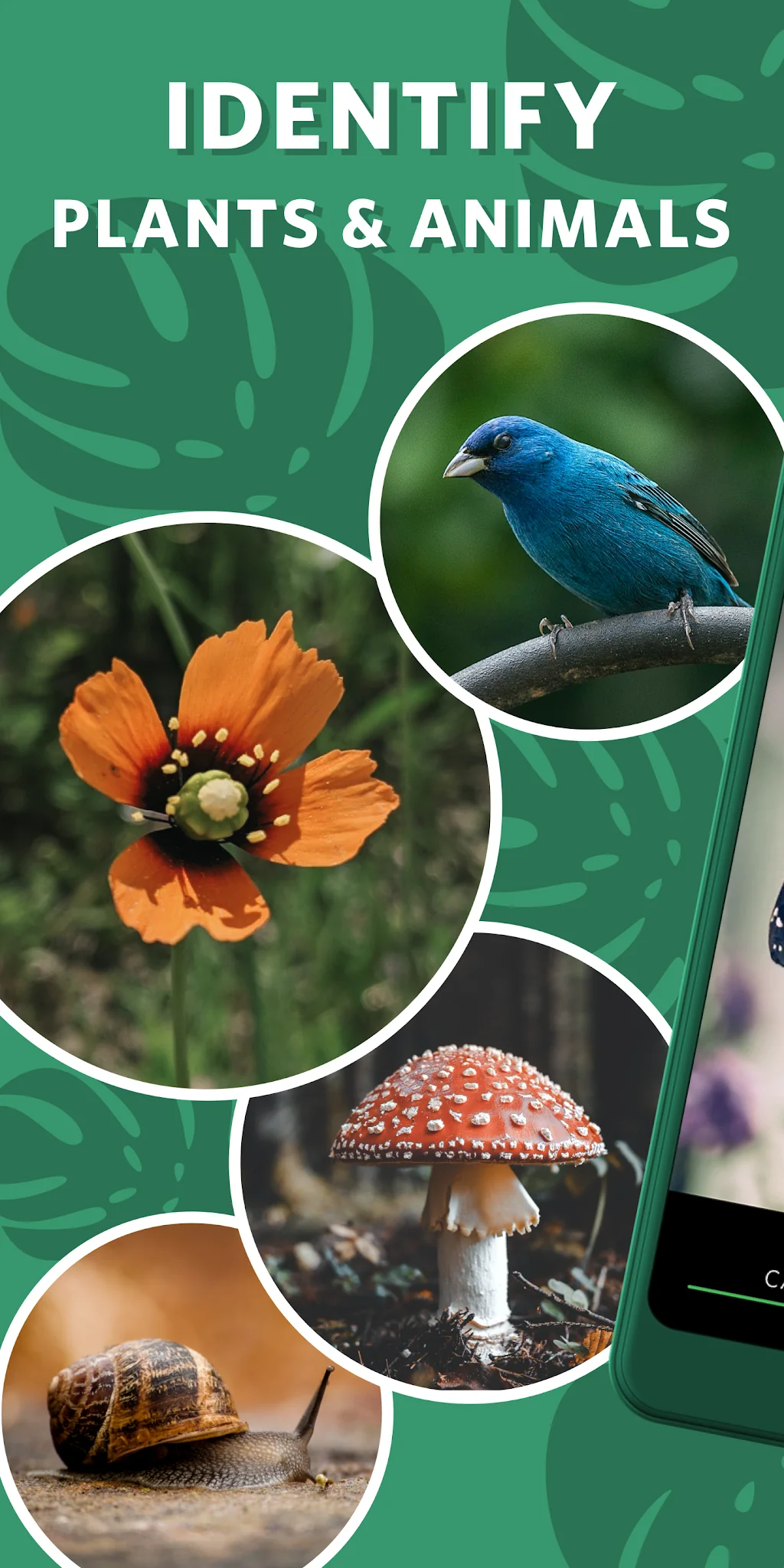 Captura de pantalla Seek, por iNaturalist 1