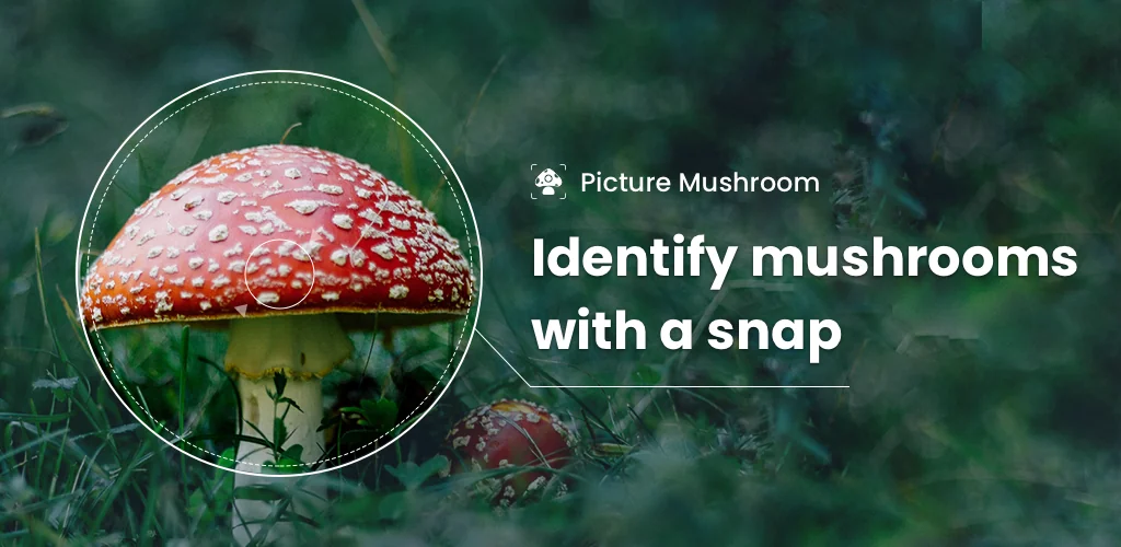 Picture Mushroom - تحديد الفطر برنامج غلاف فني للأندرويد