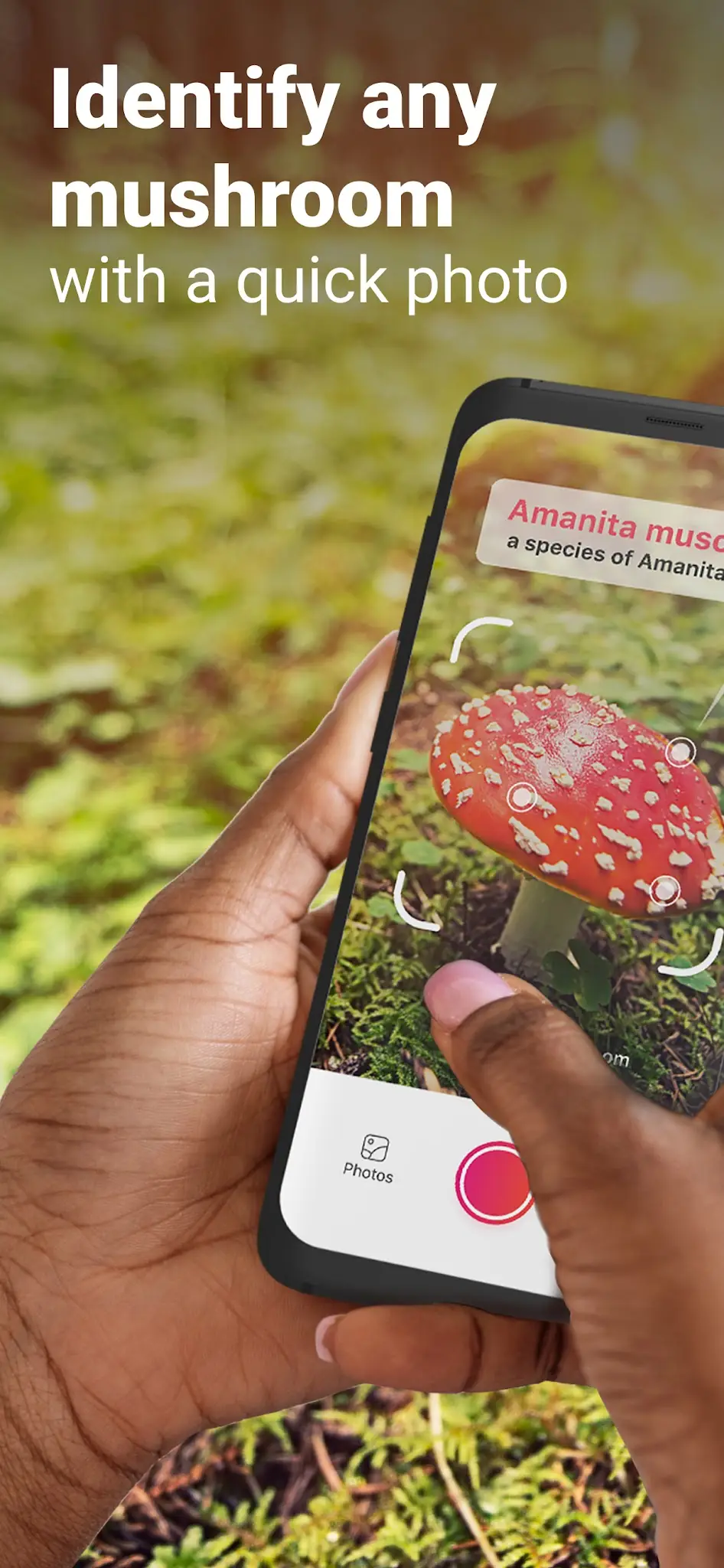 لقطة شاشة Picture Mushroom - تحديد الفطر %د