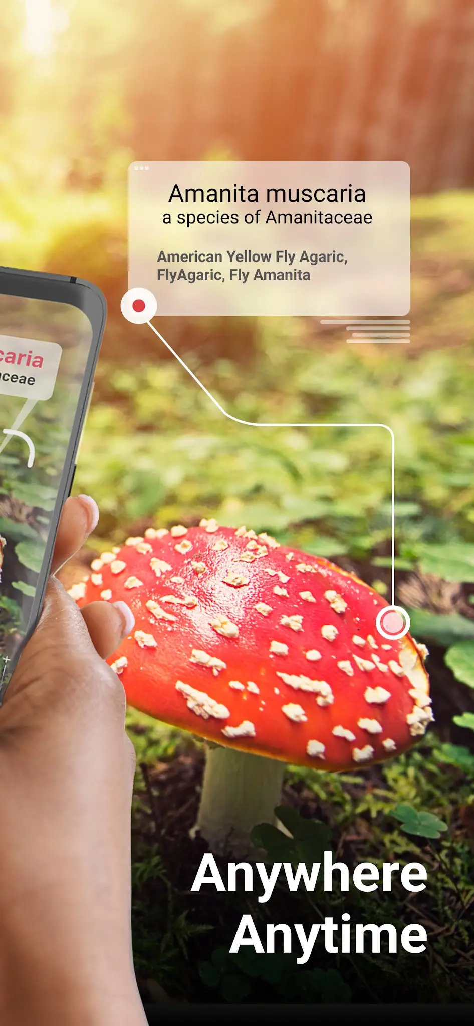 لقطة شاشة Picture Mushroom - تحديد الفطر %د