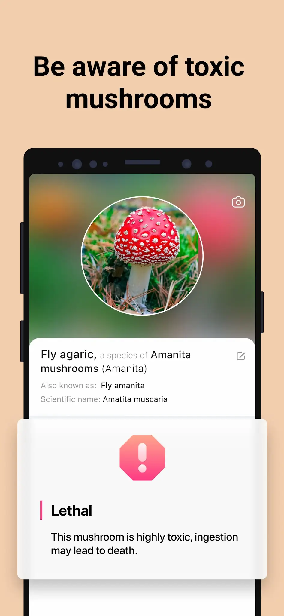 لقطة شاشة Picture Mushroom - تحديد الفطر %د