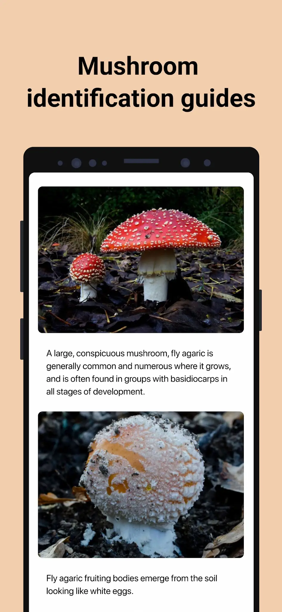 لقطة شاشة Picture Mushroom - تحديد الفطر %د