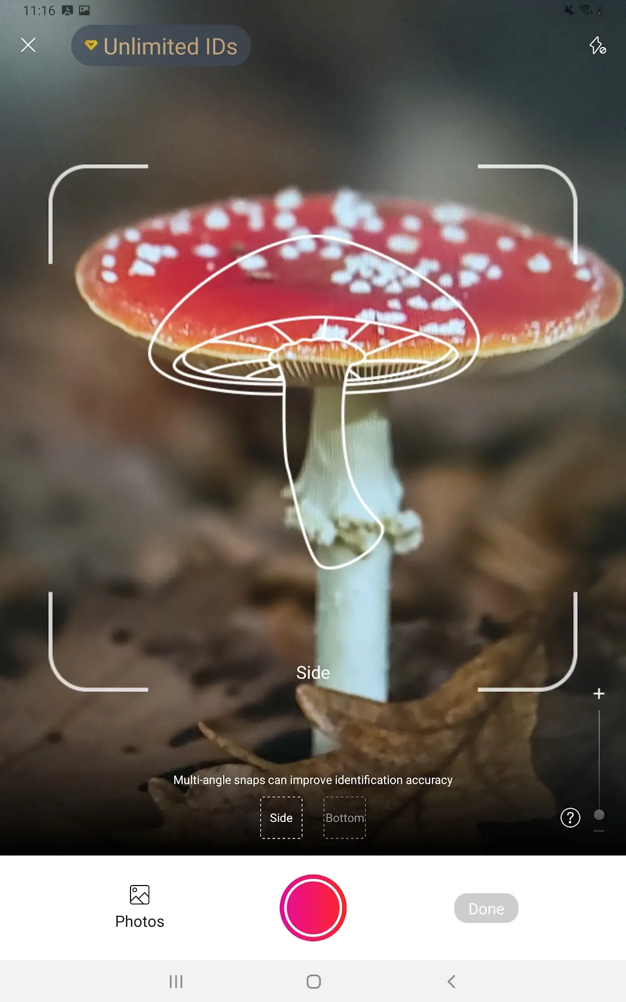 لقطة شاشة Picture Mushroom - تحديد الفطر %د